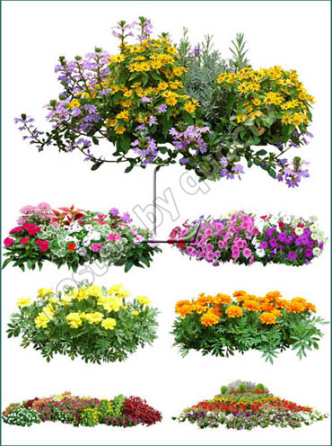 Flowers Plants Photoshop