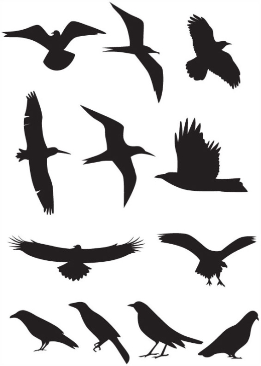 Flying Birds Silhouette Vector