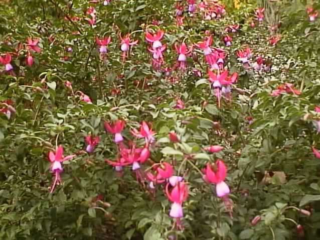 How to Care for Fuchsia Plants How to Care for Fuchsia Plants