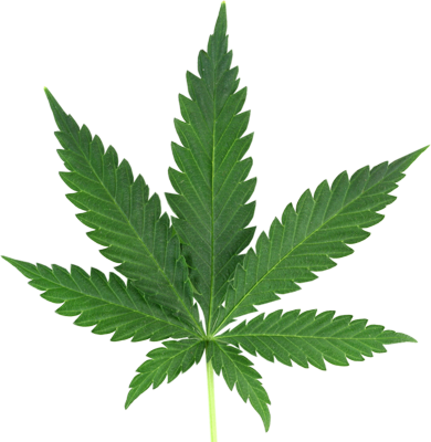 Marijuana Leaf Graphics