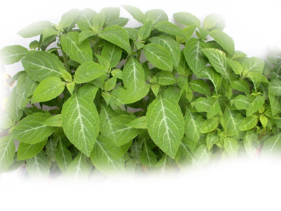 Marijuana Plant PSD Marijuana Plant PSD