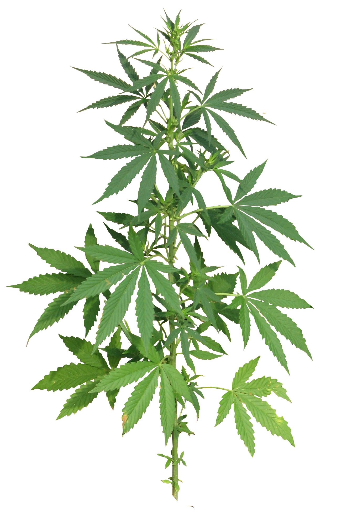 Marijuana Plant Transparent