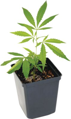 Marijuana Weed Plant
