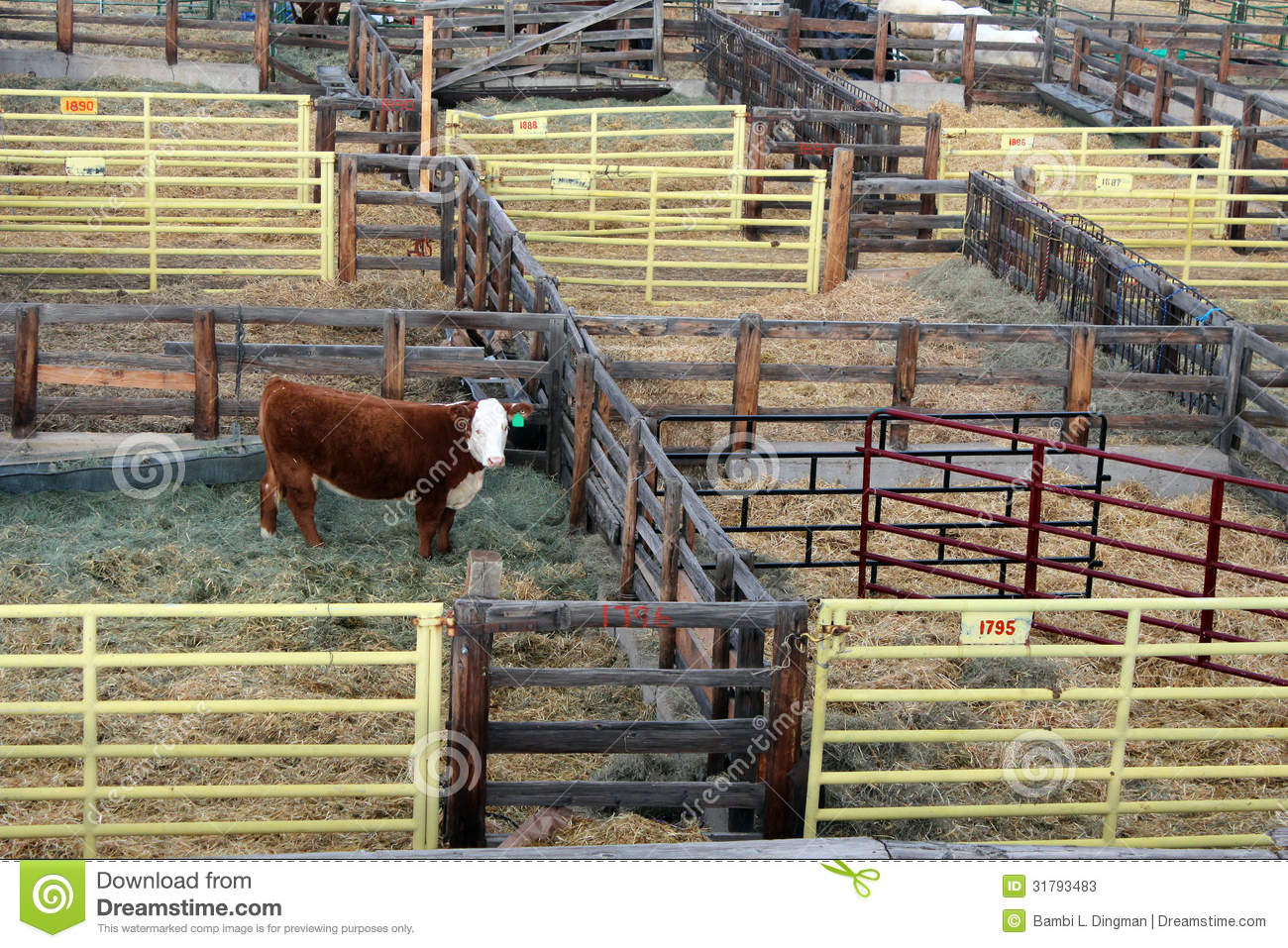 National Western Stock Show