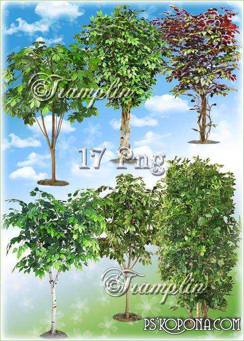 Photoshop Transparent Trees Photoshop Transparent Trees