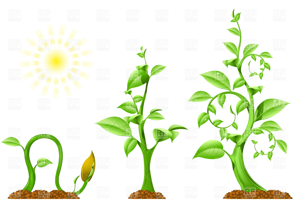 Plant Growth Clip Art