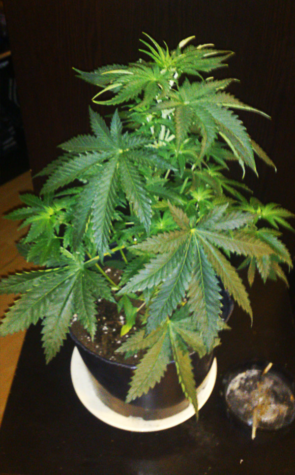 Small Marijuana Plants Pictures Weed