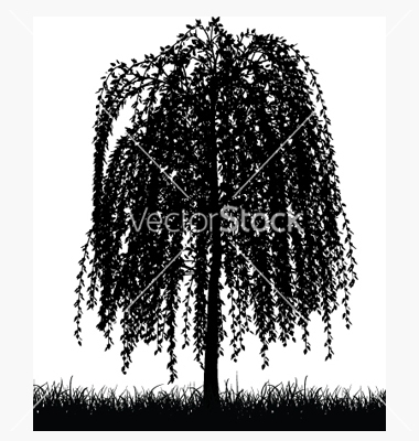 Weeping Willow Tree Vector