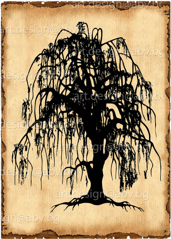 Weeping Willow Tree Vector