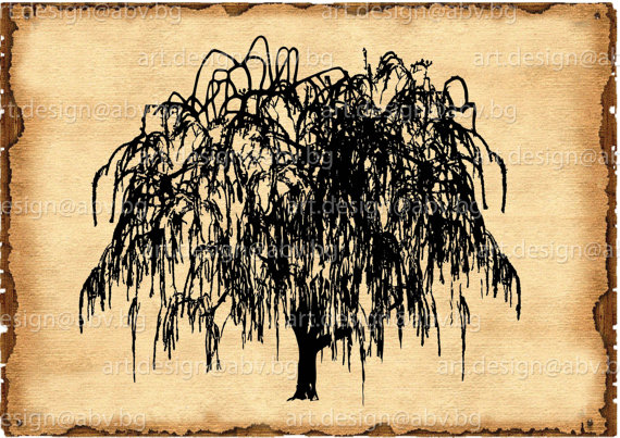 Weeping Willow Tree Vector