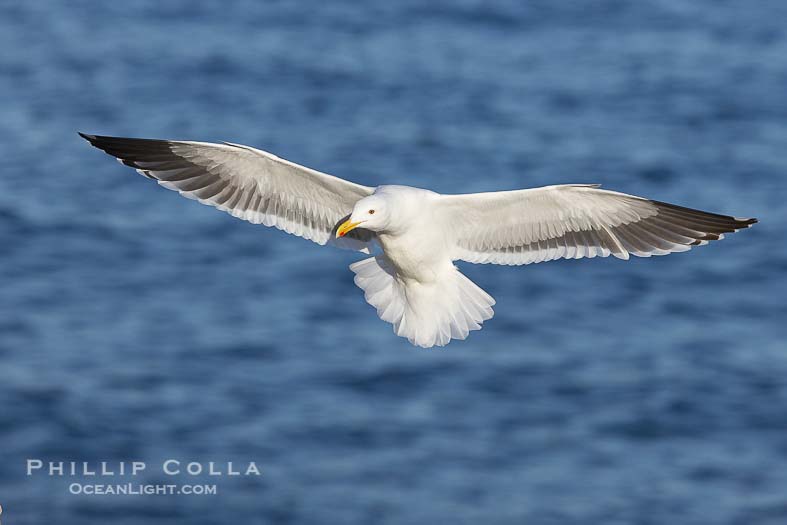 Western Gull Flying