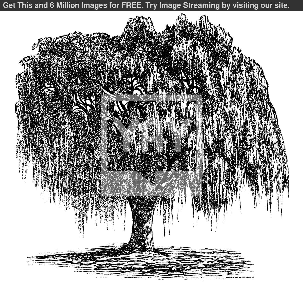 Willow Tree Clip Art Free