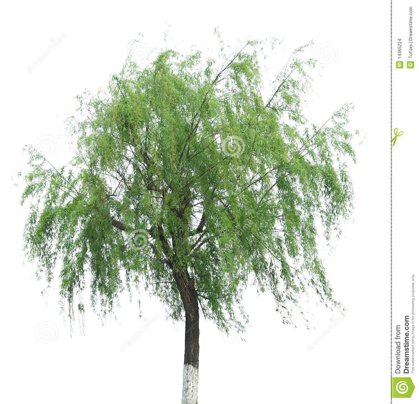 Willow Tree On White Background