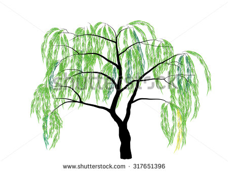 Willow Tree Vector Illustration