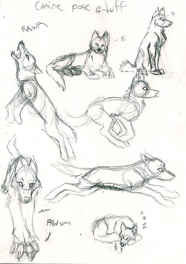 Wolf Anatomy Drawing Poses