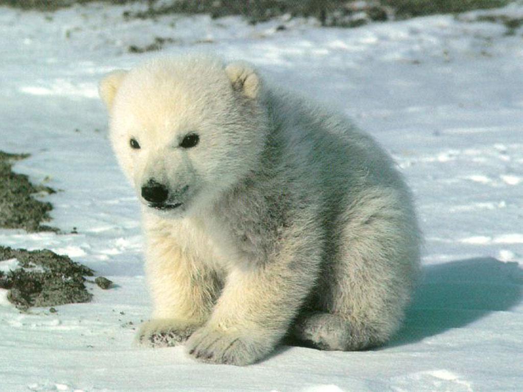 Baby Polar Bear Cubs