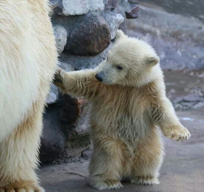 Baby Polar Bear Cubs