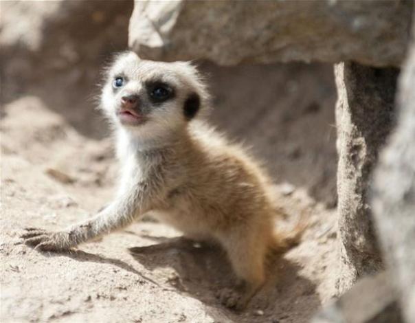 Baby Zoo Animals