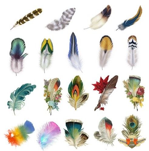 Bird Feather Clip Art