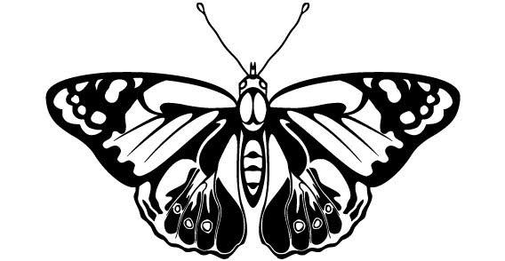 Butterfly Vector Free Download