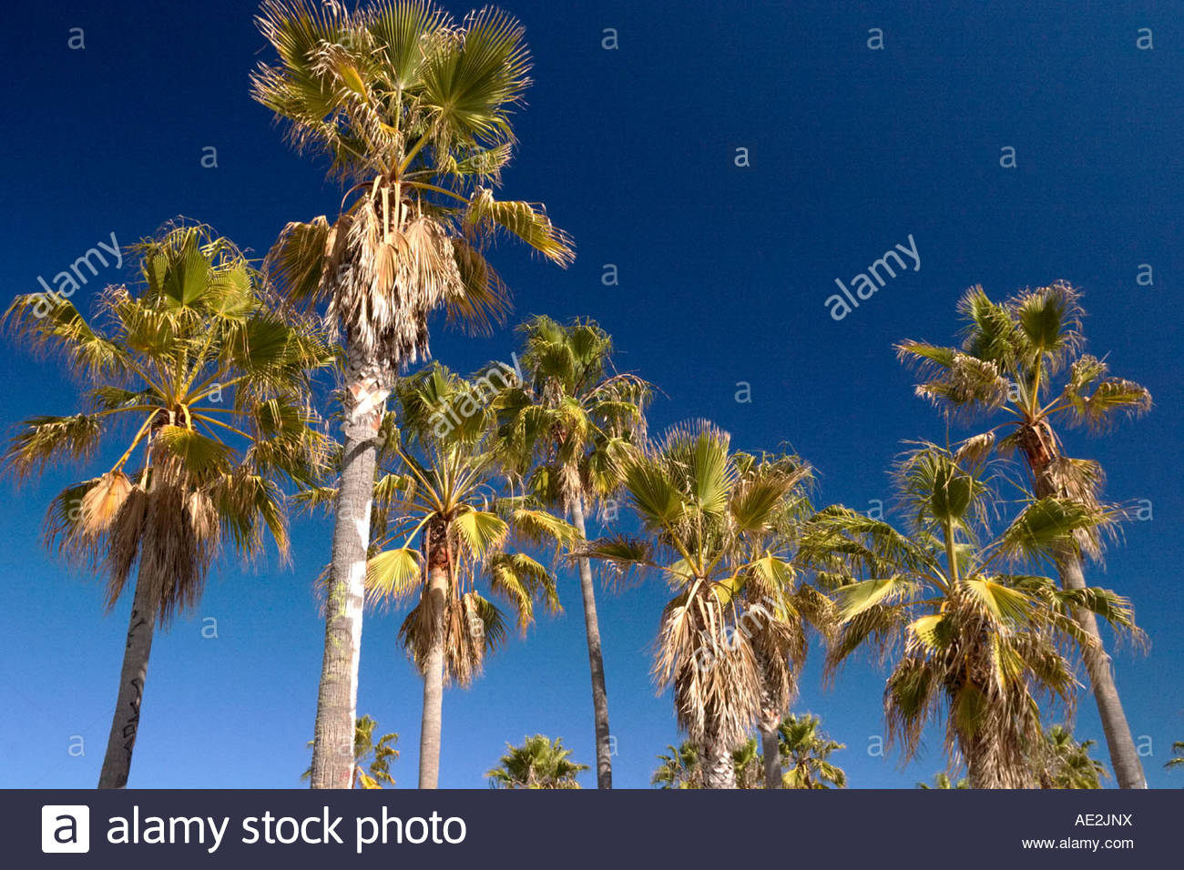 California Beach Palm Trees
