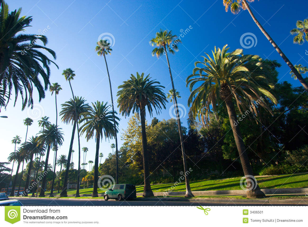 California Palm Trees Street