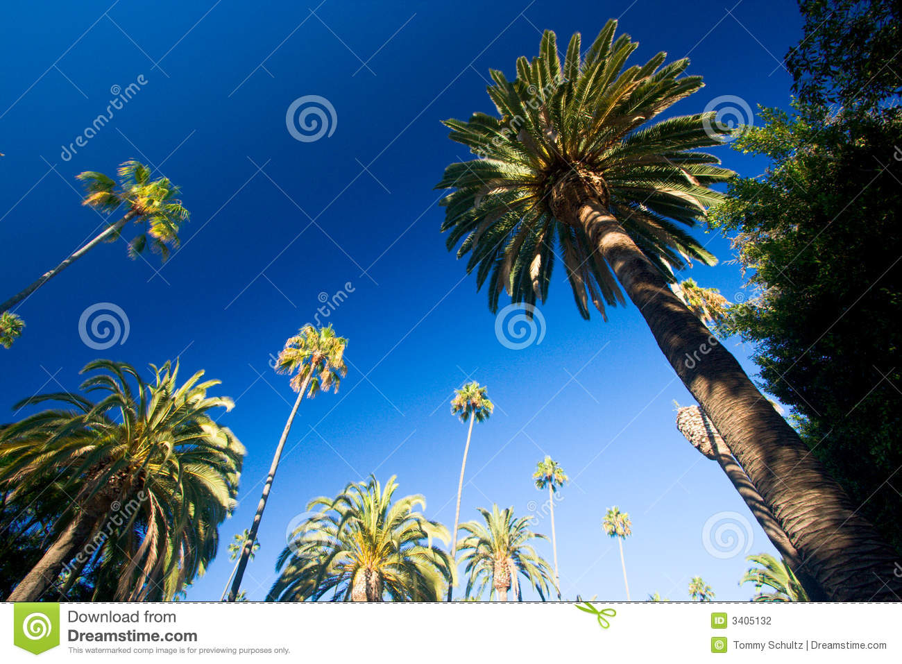 California Palm Trees