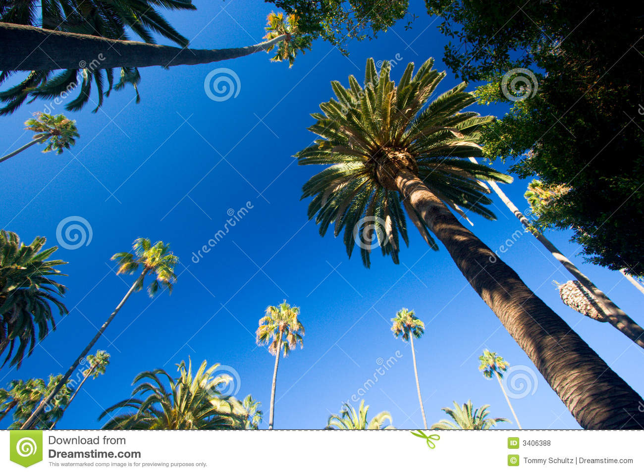 California Palm Trees