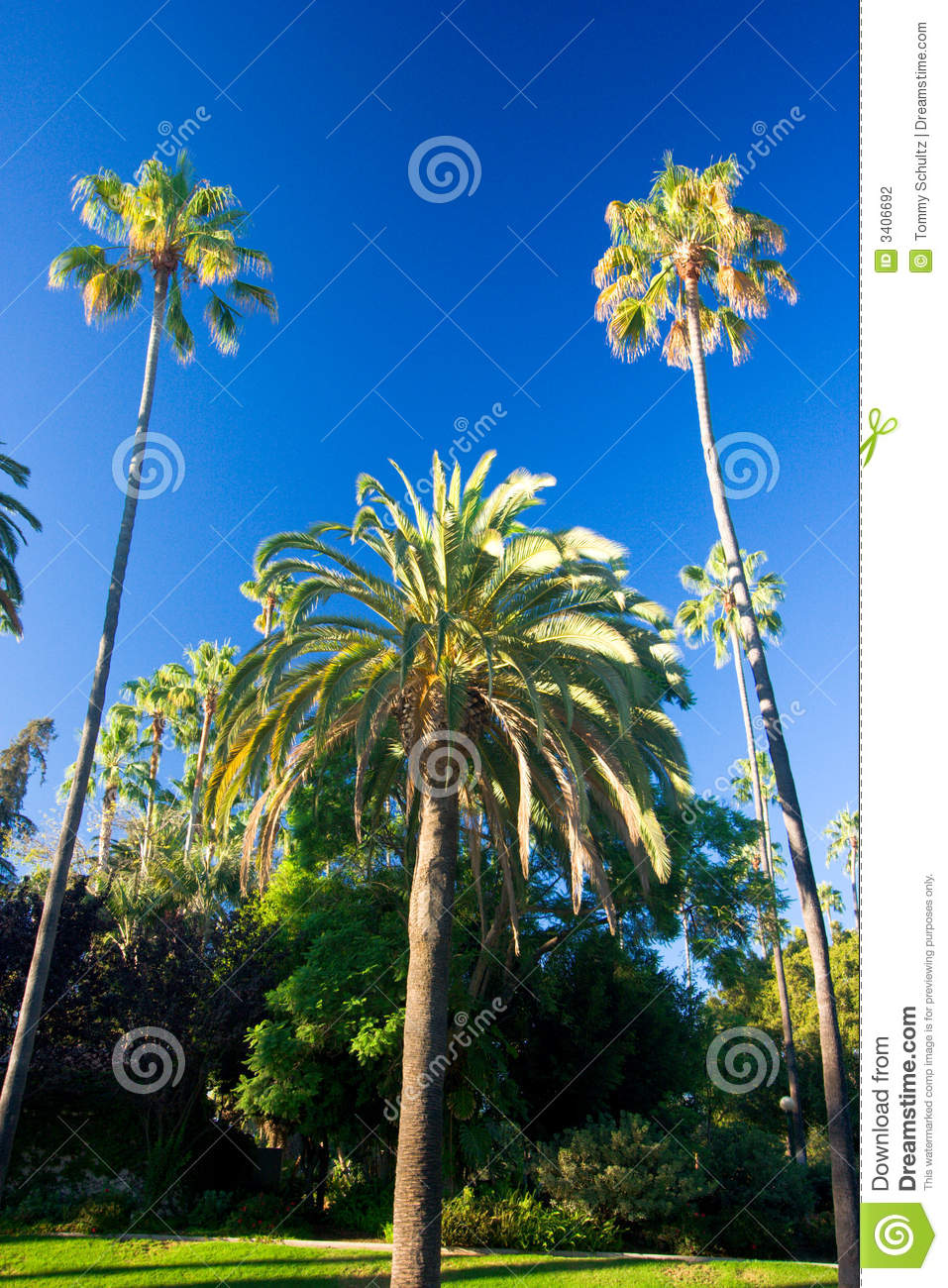 California Palm Trees