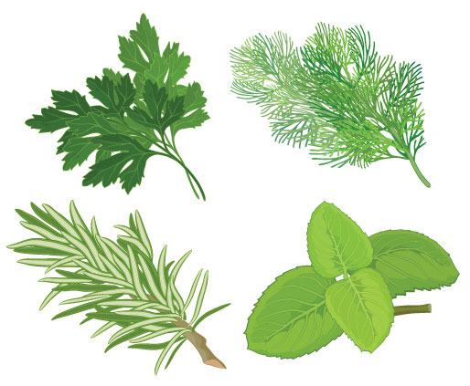 Cartoon Clip Art Herbs