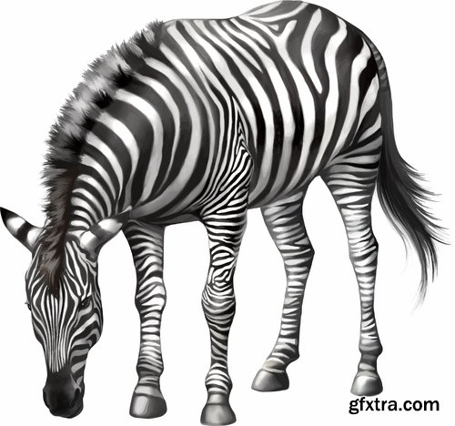 Cartoon Zebra Eating Grass