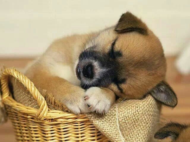 Cute Sleeping Puppy Cute Sleeping Puppy