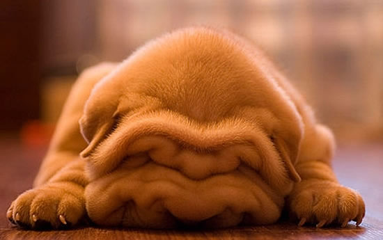 Cute Wrinkly Shar Pei Puppies