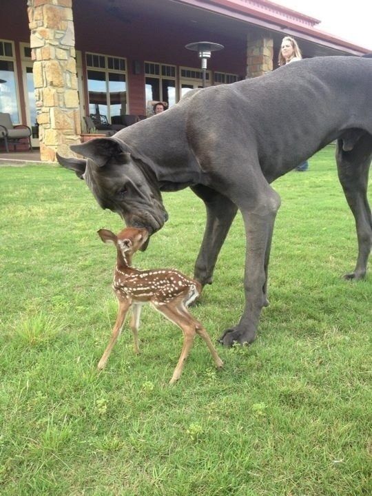 Deer Humping Dog Deer Humping Dog