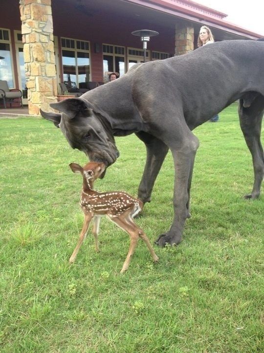 Deer Humping Dog