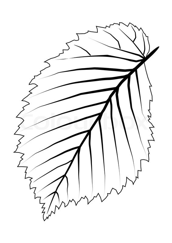 Elm Leaf Outline