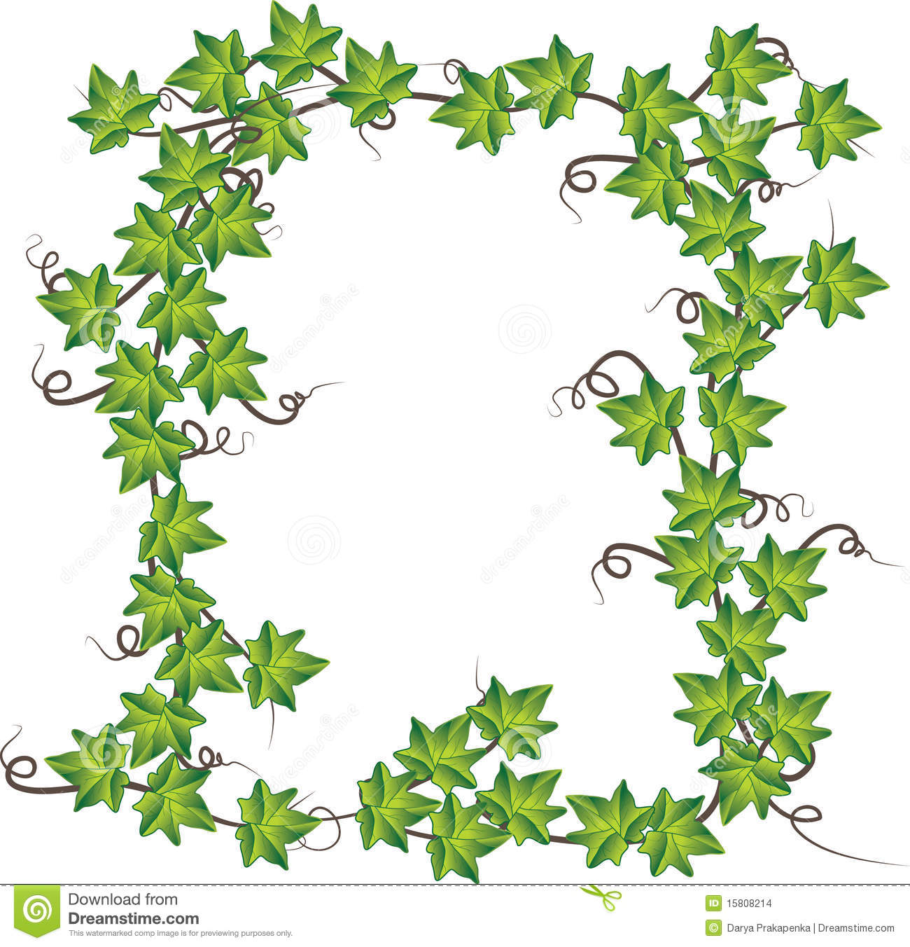 English Ivy Leaves Drawing