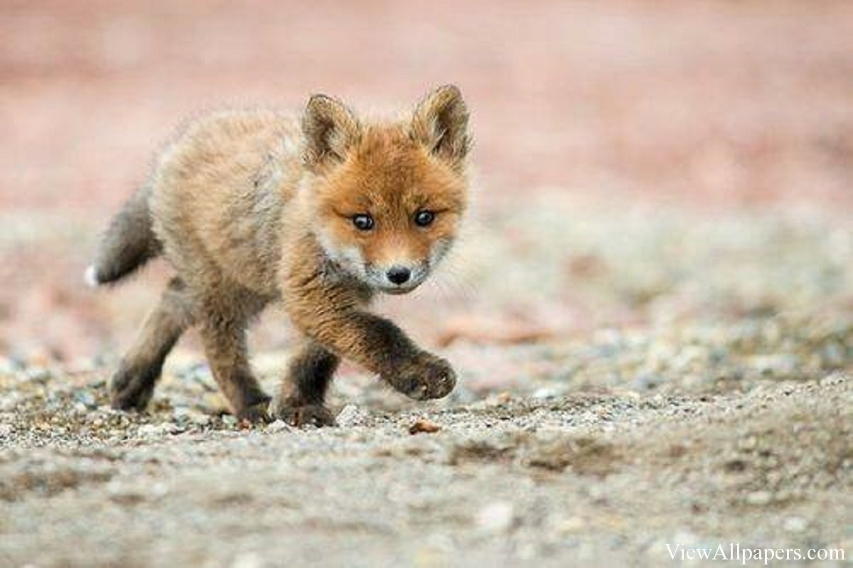 Fox Babies Animals