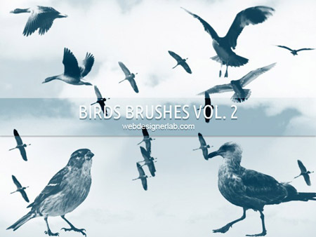 Free Bird Brushes Photoshop