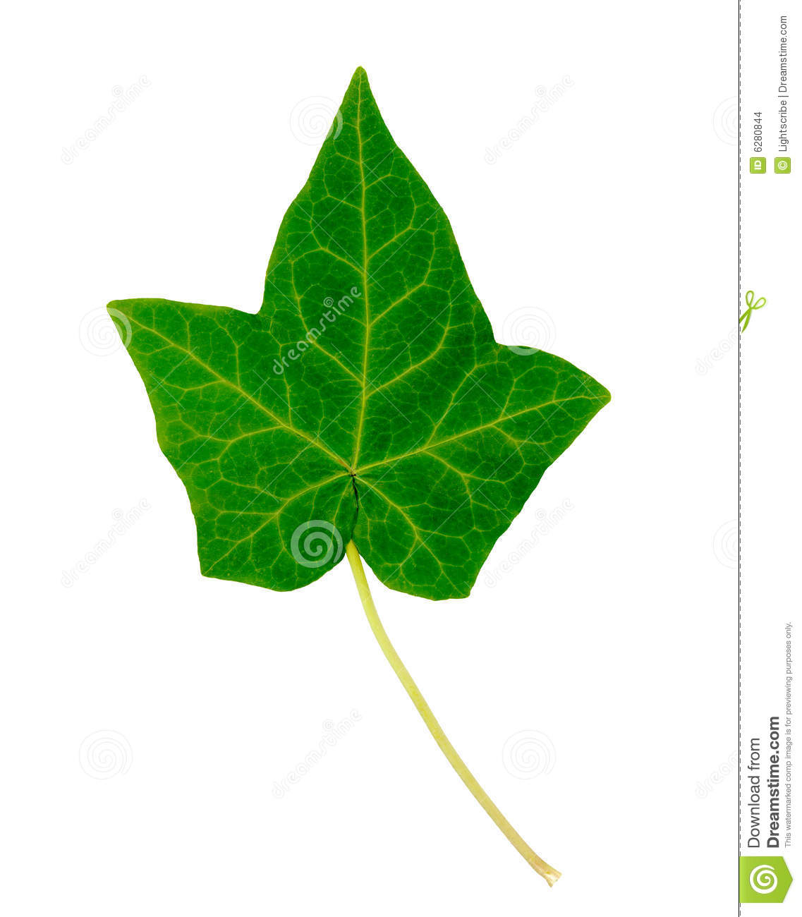 Ivy Leaf Graphics