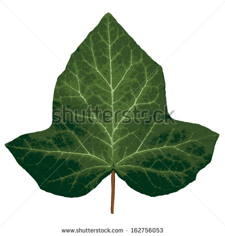 Ivy Leaves Clip Art
