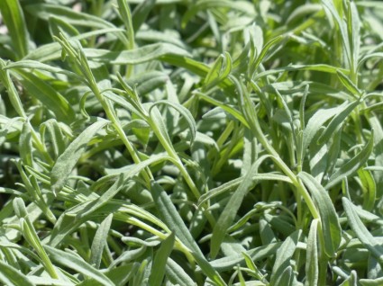 Lavender Plant Leaves