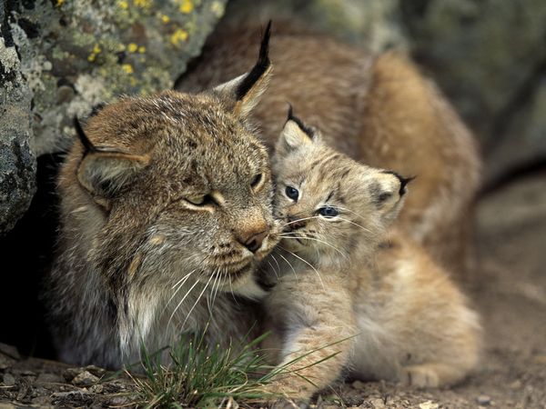 Lynx Animal Lynx Animal