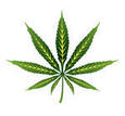Marijuana Plant PSD