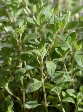 Marjoram Herb Plant