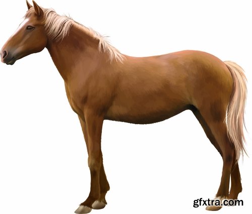 Mixed Horse Breeds