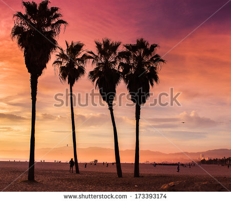 Palm Trees Venice Beach California