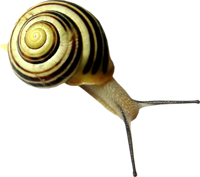 Photoshop Snail