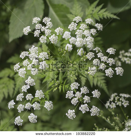 Poison-hemlock Close Up of Flowers