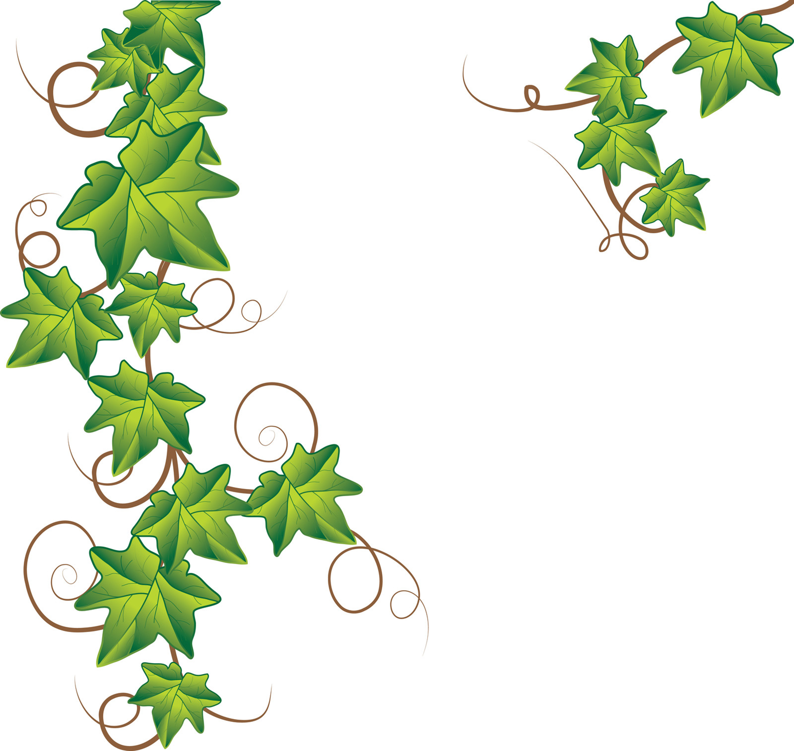 10 Ivy Leaf Vector Images